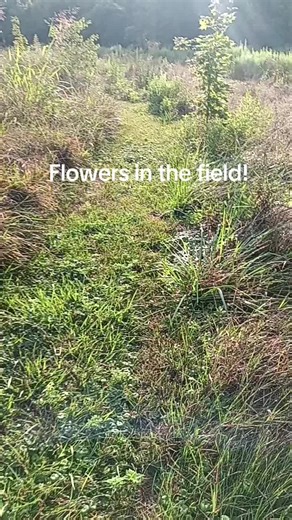 Loving Farm on TikTok