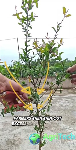 How Farmers Prune Pomegranate Trees for Higher Yields 🍎🌳