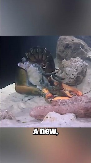 🦞 Lobsters: They Shed Their Skin?! 🦞 This Growth Process Will Blow Your Mind!