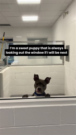 Southampton Animal Shelter on Instagram: "Luna is an incredible puppy waiting for a family to come scoop her up. She is only 10 months old, and only 38 pounds. She is a happy girl who loves to spread her joy around other people and children with also testing well with other dogs! Luna is smart, eager to please, and knows plenty of commands that are sure to impress her forever family. She would be appreciative for someone who can give her the proper exercise and love her unconditionally. If you’r