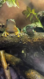 30K views · 1K reactions | Snuggles, mist showers, and mealtime for World Frog Day!  Our magnificent tree frogs, also called splendid tree frogs, love to climb with their sticky toe pads and enjoy misting sessions as enrichment. Meanwhile, our tiny but bold poison dart frogs use their bright colors to warn predators. Listen closely as males call to attract mates and defend their turf! : Assistant Curator Donovan | Point Defiance Zoo & Aquarium | Facebook