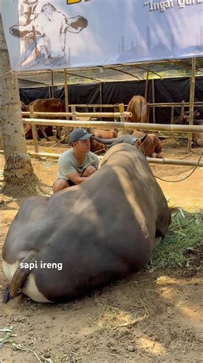 SAPI BALI TERBESAR SETIA FARM ‼️🔥🔥🔥