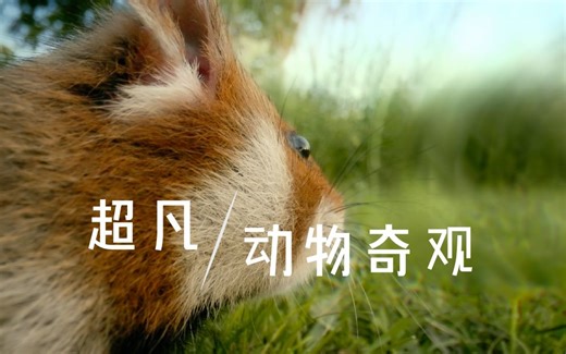 超凡动物奇观
