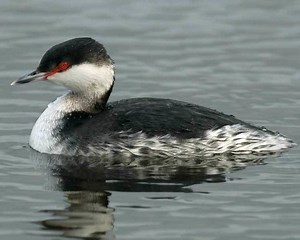 Horned grebe - Alchetron, The Free Social Encyclopedia
