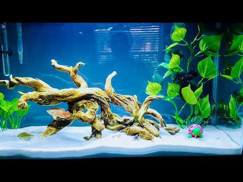 Clean and Balanced DIY Ecosystem in a Jar