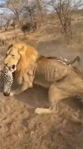 Wild Life USA! #usa #americanwildlife #usadocumentary #northamerica #wildlifeusa #alaskawildlife