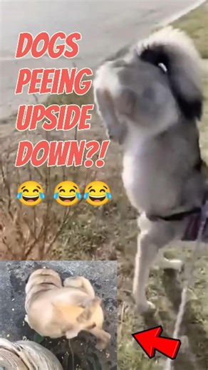 Dogs Peeing Upside Down!