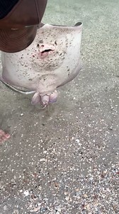 140K views · 1.7K reactions | Stingray gives unexpected triple birth #fblifestyle | Animal Lovers | Facebook