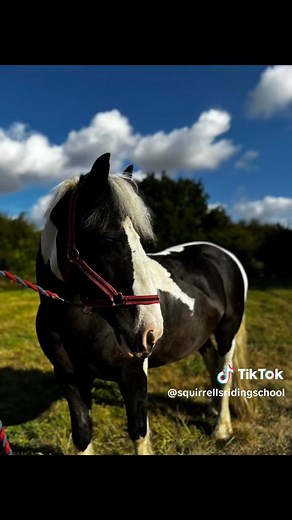 2.1K views · 52 reactions | Horse of the week 﫶 Will-I-am ; the kindest pony with a heart of gold  Not always the easiest to ride but he will teach you how to ride properly! The pony who will jump anything , take any rider on a hack or beach ride and keep them safe, the pony who keeps the unbalanced and SEN kids safe and the best pony for the best hugs 殺 Will I am we love you  | Squirrells Riding School | Facebook
