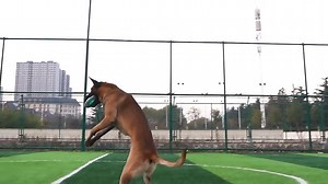 Watch Dog Frisbee Interactive on Amazon Live