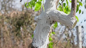 Person tightly paints over a crooked tree trunk with sawn branches with slaked lime, preparing trees in garden for wintering and protecting from pests and harmful environmental influences, close up