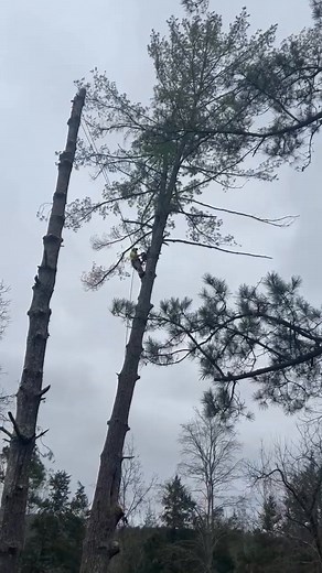 Pace Tree Service on Reels