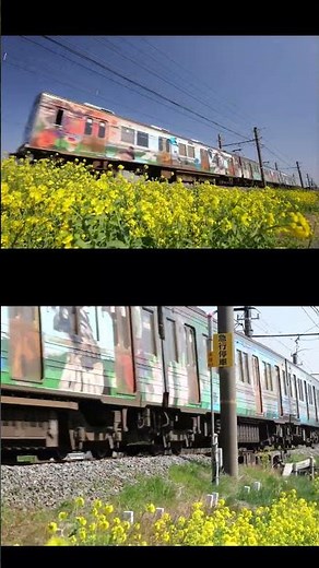 4Kスプリット【菜の花見頃！ふかや花園】秩父鉄道7500系・下り普通電車 [Chichibu-Railway] Canola flowers in Fukaya Hanazono 2026.3.21