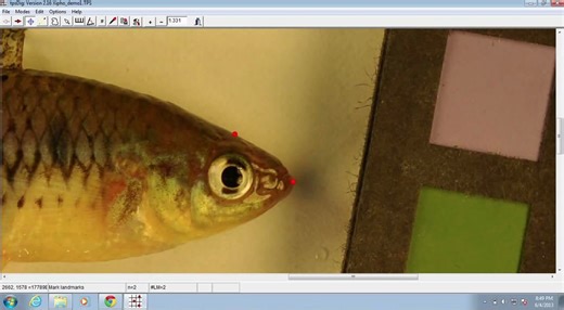 2. Digitizing Morphological Landmarks using tpsDig