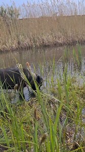 161 reactions · 15 comments | #bcdBlitzkrieg Why are we attracted to this breed? We are the crazy ones who live on the edge and laugh and cry. Life without a #Terrier would be boring. | Cristian Bucin | Facebook