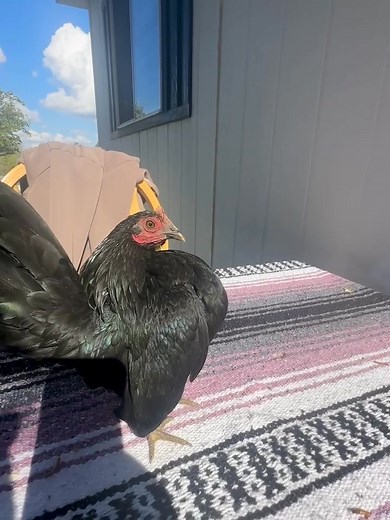 She is one of the most friendliest and prettiest Malaysian pullets I have. She always wants to be held and when you put her on the table, she just loves to stay there. | The Serama Farm