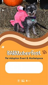 5.3K views · 13 reactions | Does your pet have an awesome costume? ...