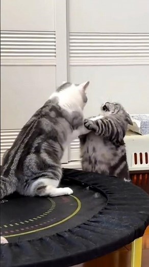 Funny Cats Fighting Compilation 😂 | Crazy Cat Moments!