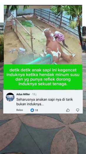 detik detik anak sapi tertindih induknya. #viral #shortviral #viralvideo #videoshort