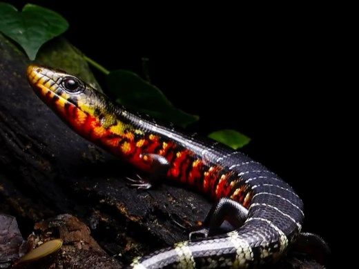 单脊肢蛇蜥 Diploglossus monotropis