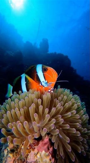 Finding Nemo【Relaxing Here】 🐠#nature #ocean #planet #nemo #love