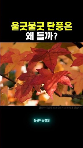 단풍은 왜 들까? 가을에 나뭇잎 색이 변하는 진짜 이유