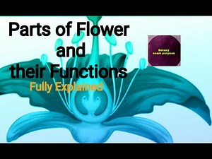 Parts and Functions of a Flower/ parts of a Flower and their Functions / Parts of Flower / Botany