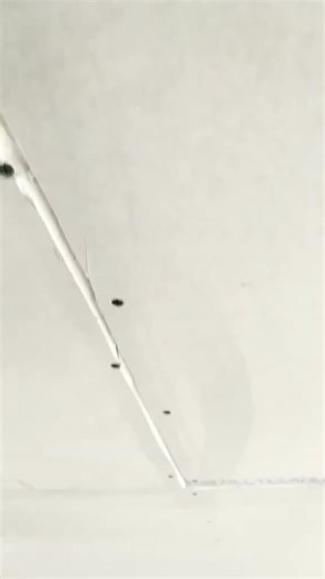 Dumitru Chiriac sur TikTok