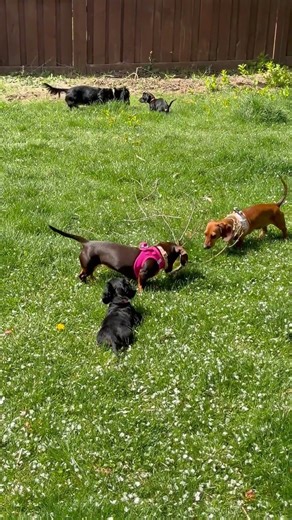 Mini Dachshund Squad: Link, Mario and Zelda playing in the send #doxiesquad #puppy #dachshund