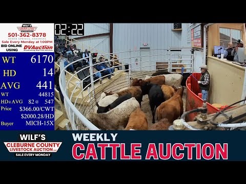 LIVE Cattle Auction Today | Wilf’s Cleburne County Livestock Auction | Heber Springs, AR