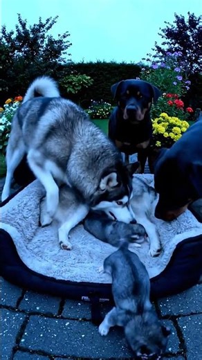 🤯 Husky Dad's SURPRISE for Adorable Son! (Heartwarming Moments!) 🐶❤️