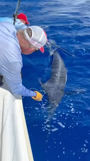 Guy Harvey on Instagram: "Largest marlin caught on Guy’s boat! This was one for the record books. Full story below: “The wind had dropped as a front approached from the NW. On board were Amy Strzalko, local photographer and kiteboarding expert, and her friend Christian Black, also a photographer and free diver. We checked the FAD A off NW Point, but not much action. Christian swam to look around, but it was quiet. Then came a surprise visit—a 30-foot sperm whale. We slipped in to try to catch a 