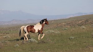 Hustlin'... The life of a band stallion isn't easy for any stud, including the young stallion, Tupi. Tupi, the half-brother of Thor, has been a band stallion for a little over a year and like all band stallions, he's constantly on the move. From keeping an eye on his mare, Totsi (that's her being snaked by Tupi), to chasing away curious bachelors like the black stallion, Dale, there's no rest for these hard working boys who are always hustlin'. To see more of my work, please visit www.wildathear