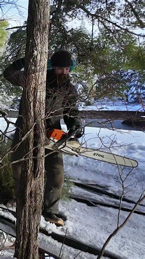 Tree removal on a slippery tarp roof in Alaska!