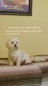 18 reactions | Reiki brings calming, healing energy to help pets release stress, pain, or anxiety. Through Animal Communication, we can tune into their needs, feelings, and messages—strengthening the bond you share. Call 918-455-0102 to schedule. #reiki #animalcommunication #petreiki | Innergistic | Facebook