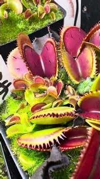 Dionaea Muscipula UK Sawtooth II gets 2 meal worms #ihavethisthingwithplants #dionaeamuscipula