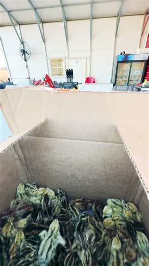 Quail Chicks to The Brooder