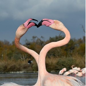 45 reactions · 21 shares | Au parc ornithologique de Pont de Gau en...