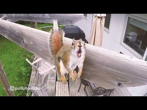 Angry Rage Squirrel Yard Terror