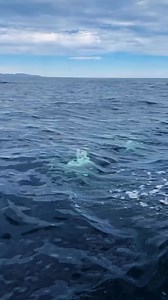 153K views · 5.6K reactions | #dolphins #dolphin #nfl #ocean #miamidolphins #sea #miami #football #nature #whales #dolphinlove #finsup #love #florida #animals #wildlife #cetaceans #dolphinwatching #whale #sealife #cetacean #travel #photography #underwater #dolphinsnation #life #oceanlife #marinelife #dolphintale #seaworld | Dolphinswhale | Facebook