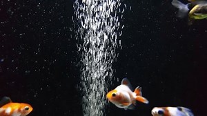 clip-1107163111-air-bubbles-water-goldfish-swimming-around-isolated