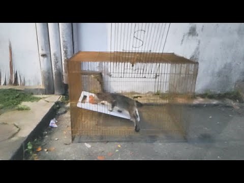 HOW TO MAKE A CAT TRAP? | HOW TO CATCH A CAT?