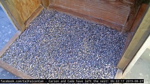 Like Feathered Fighter Jets: Peregrine Falcons