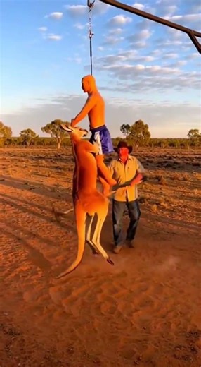The outback gym: Kangaroo shows perfect form on a boxing dummy