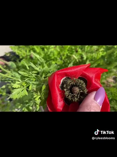 The corn poppy and its cultivars such as the Shirley poppy are widely grown in gardens, and are frequently found in packets of seed labeled wildflower mixes. Since World War I, it has been used in the Commonwealth as a symbol of remembrance for fallen soldiers. This is just one of the many varieties we grow where our lawn use to be. #fyp #plants #lawn #gardening #gardentok #diyproject #flowers