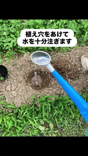 ナス🍆追加定植‼️5/31に定植した株が害虫被害でいまだに収穫できない #ナス追加定植 #長ネギ後作 #無農薬 #化学肥料不使用で野菜作り