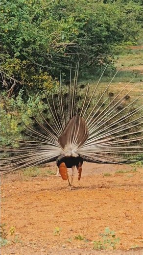 When nature decides to perform 💙✨ #wildlife #safari #peacock #peacockdance #nature
