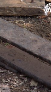 8.4K views · 106 reactions | In hundreds of square kilometers of jungle, gorillas face constant threats from roving militias, poachers, and snares set for other animals. If the gorilla doctors weren't there to remove these snares, the gorillas would likely lose a hand and possibly their life. #Gorilla #Wildlife #Conservation #Jungle #Poaching | Real Wild | Facebook