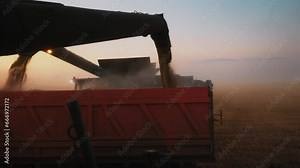 Unloading the combine harvester at sunset, view from the combine harvester cab. Harvest season. Unloading of grain by a screw loader into car for transportation to the elevator. 4K slow motion video