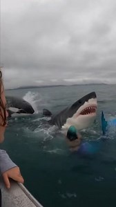 407K views · 3.7K reactions | Shark vs Orca , A mermaid under shark...